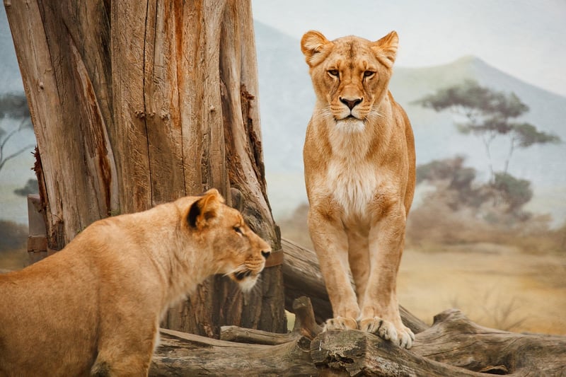 Wildlife Photography